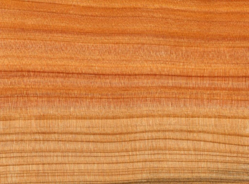 Image of Cypress Wood | Featured image for cypress wood spotlight blog.